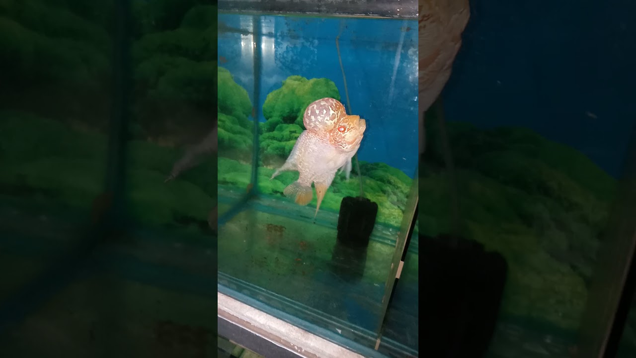 Golden Base kml flowerhorn | Gbkml flowerhorn