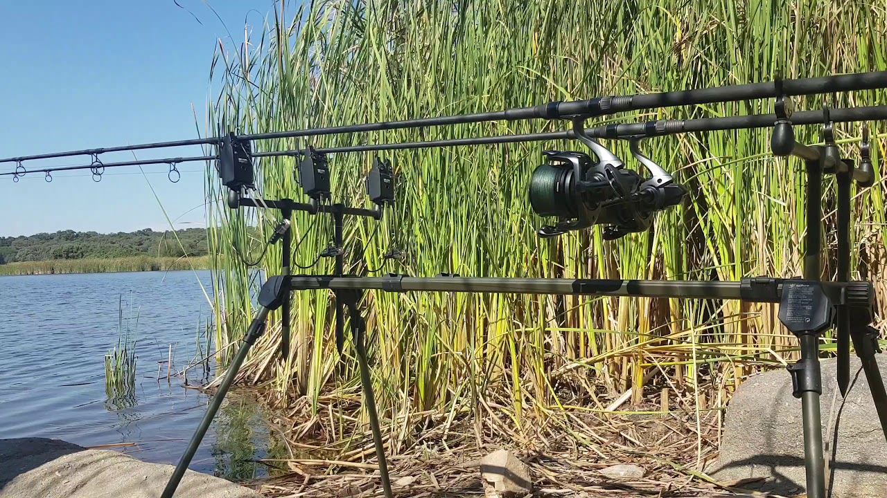 Carpfishing 2019, picada triple,Delkim,Cordoba