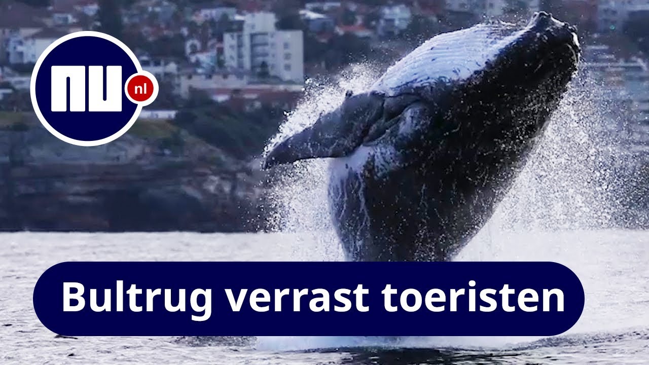 Bultruggen springen uit het water bij Bondi Beach in Sydney | NU.nl