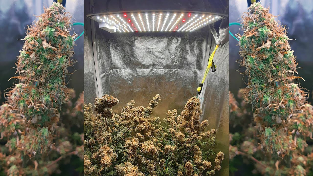 [Grow Journal #2] Spider Farmer SF1000 LED Grow Light From Seed to Harvest