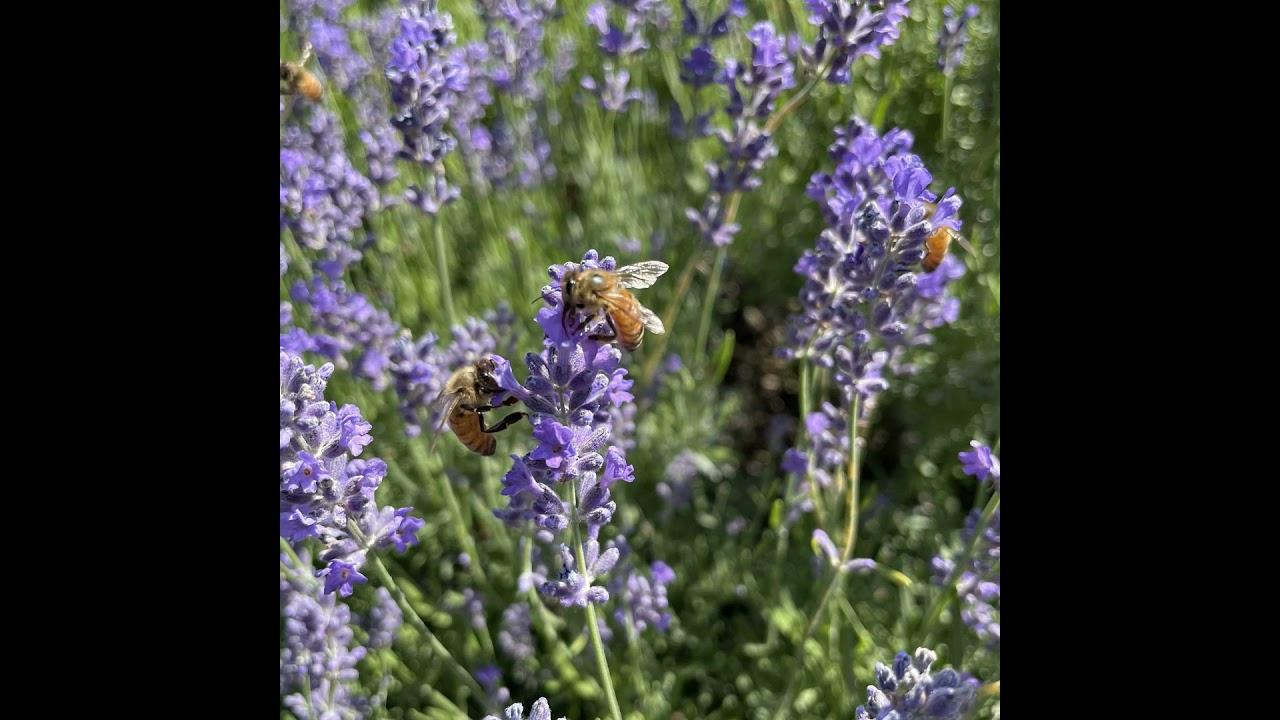 Episode 84 - Interview With Charlotte Wiggins (2nd Visit), Part 1 🐝🌻