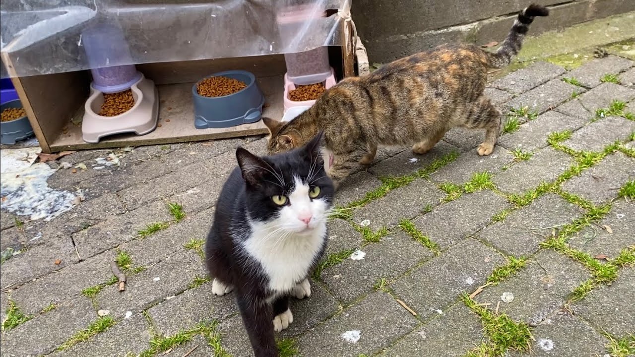Hungry, poor cats living on the street. I gave them food.