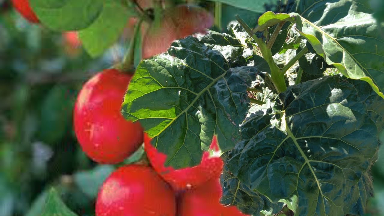 TREE TOMATO (TAMARILO) FARMING.