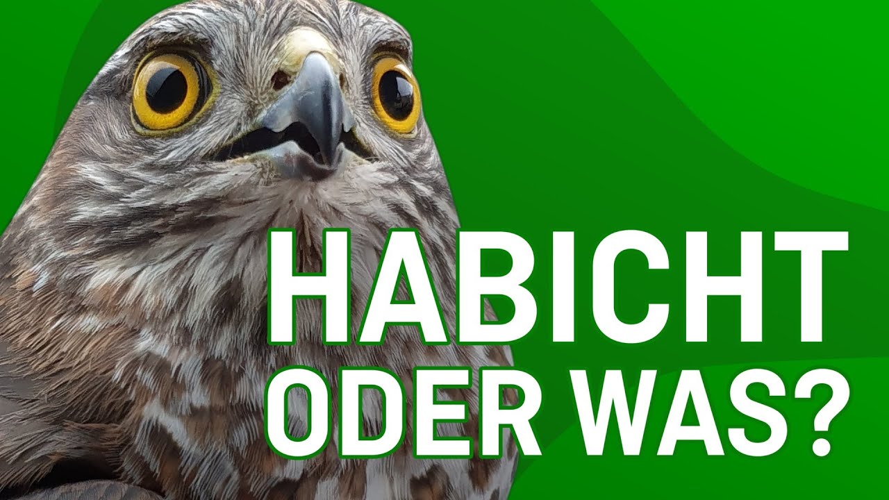 Habicht oder was? - Tiernotruf #343
