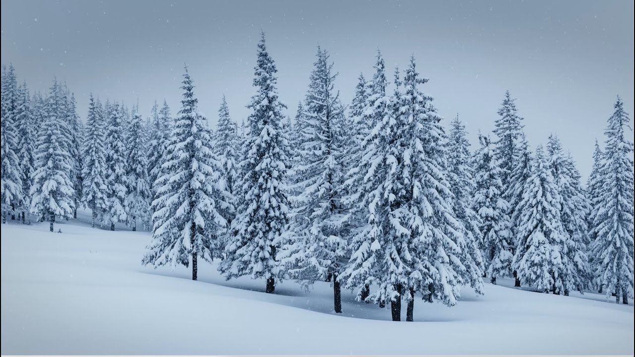 Silent Winter Forest Ambience ❄️ Snowfall & Stillness | No Music, Nature Sounds