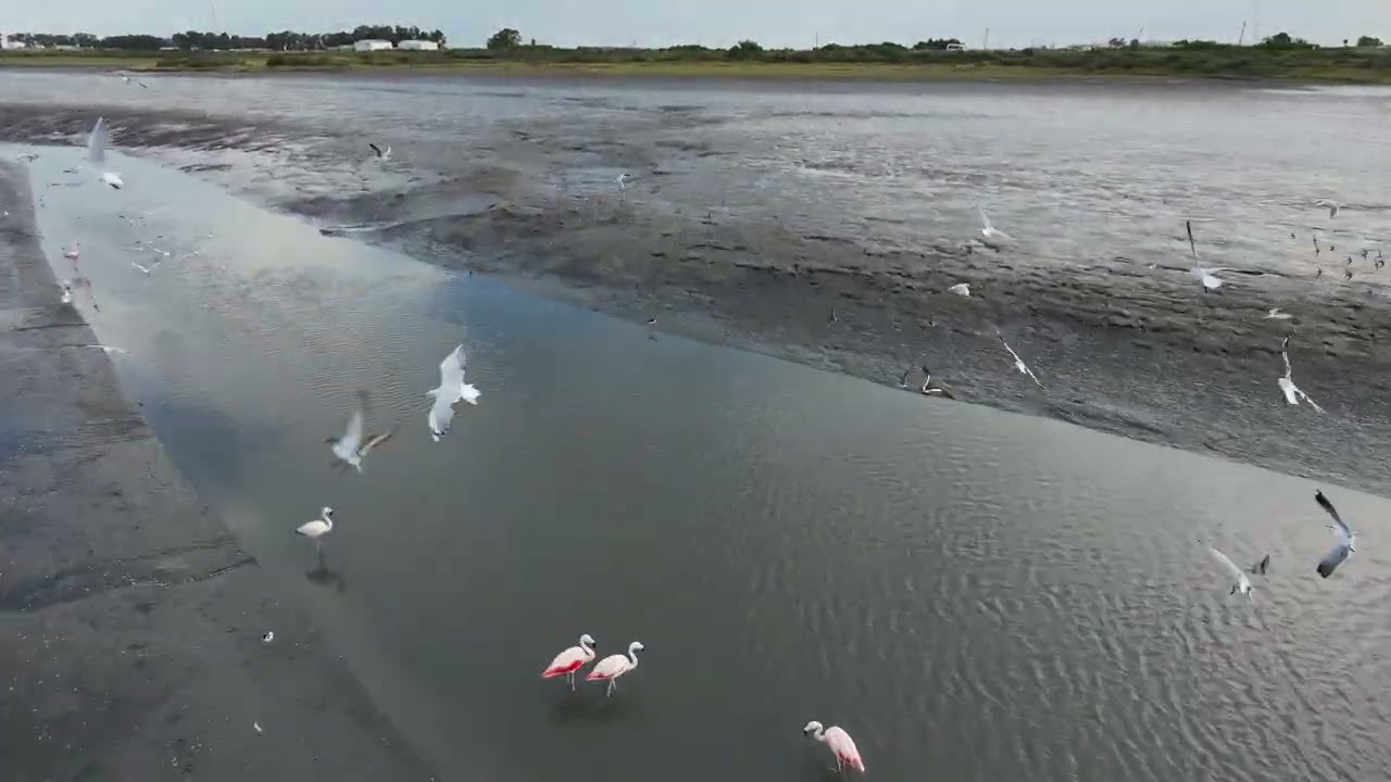 Vuelo arroyo 