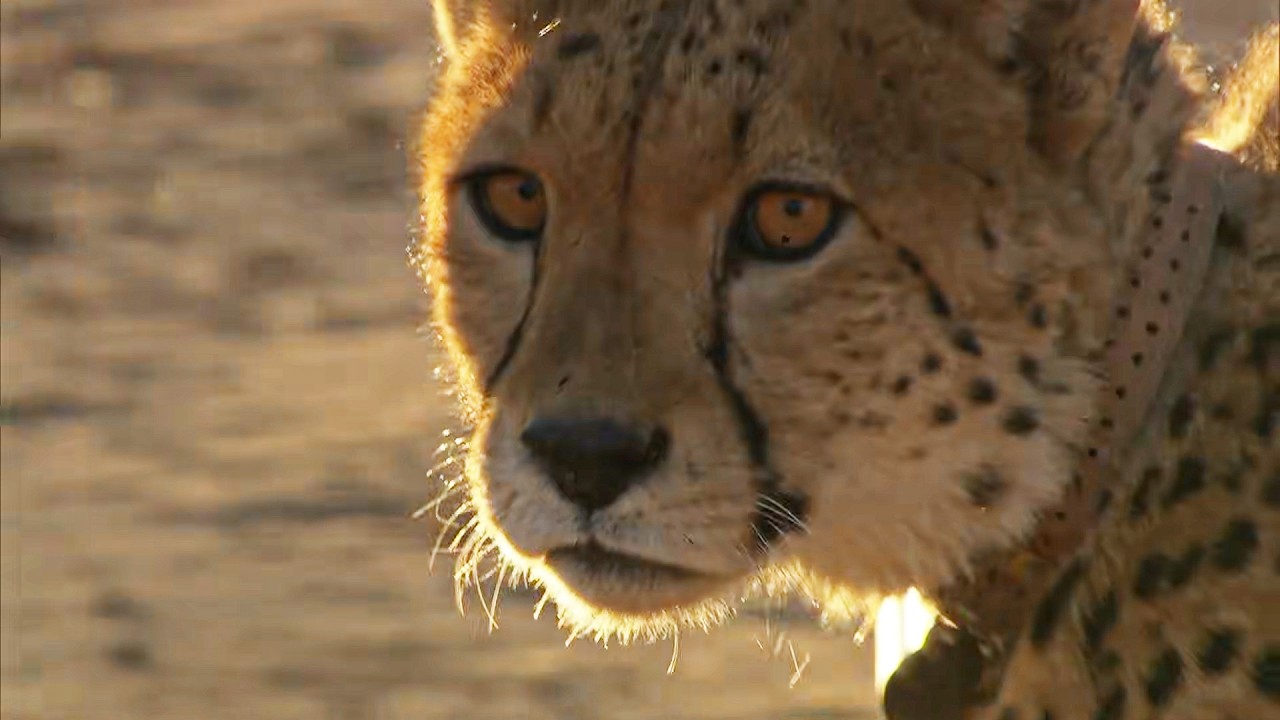 Cheetah Rescue Mission After Leopard Attack (4K Documentary)