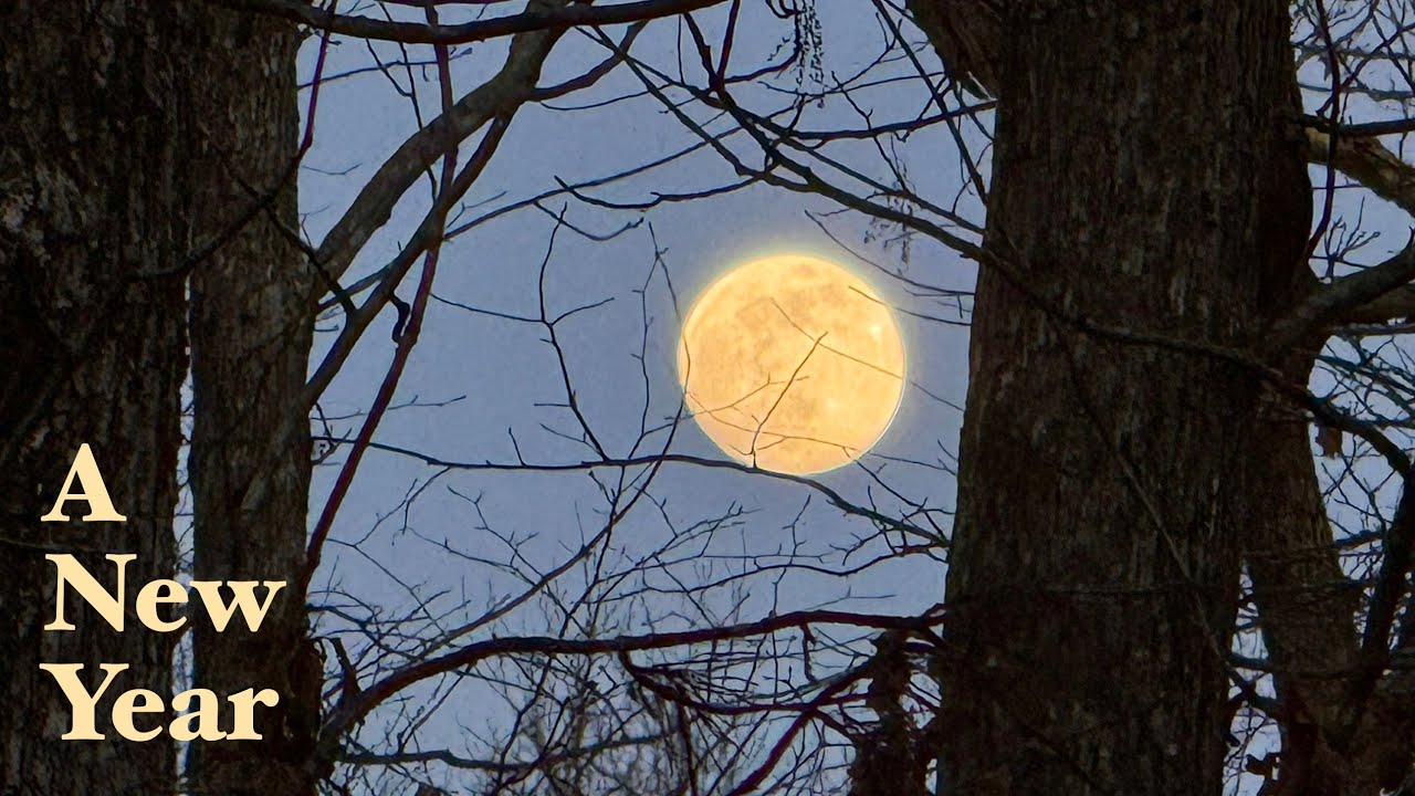 Happy New Year From Me and The Moon - Silent Hike in the SC Woods on New Year's Day ASMR Short Film