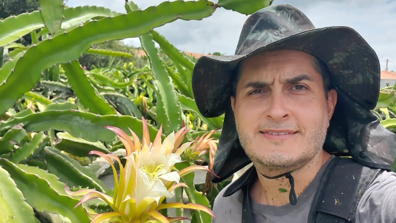 COMO SABER SE O FRUTO DA PITAYA VINGOU.