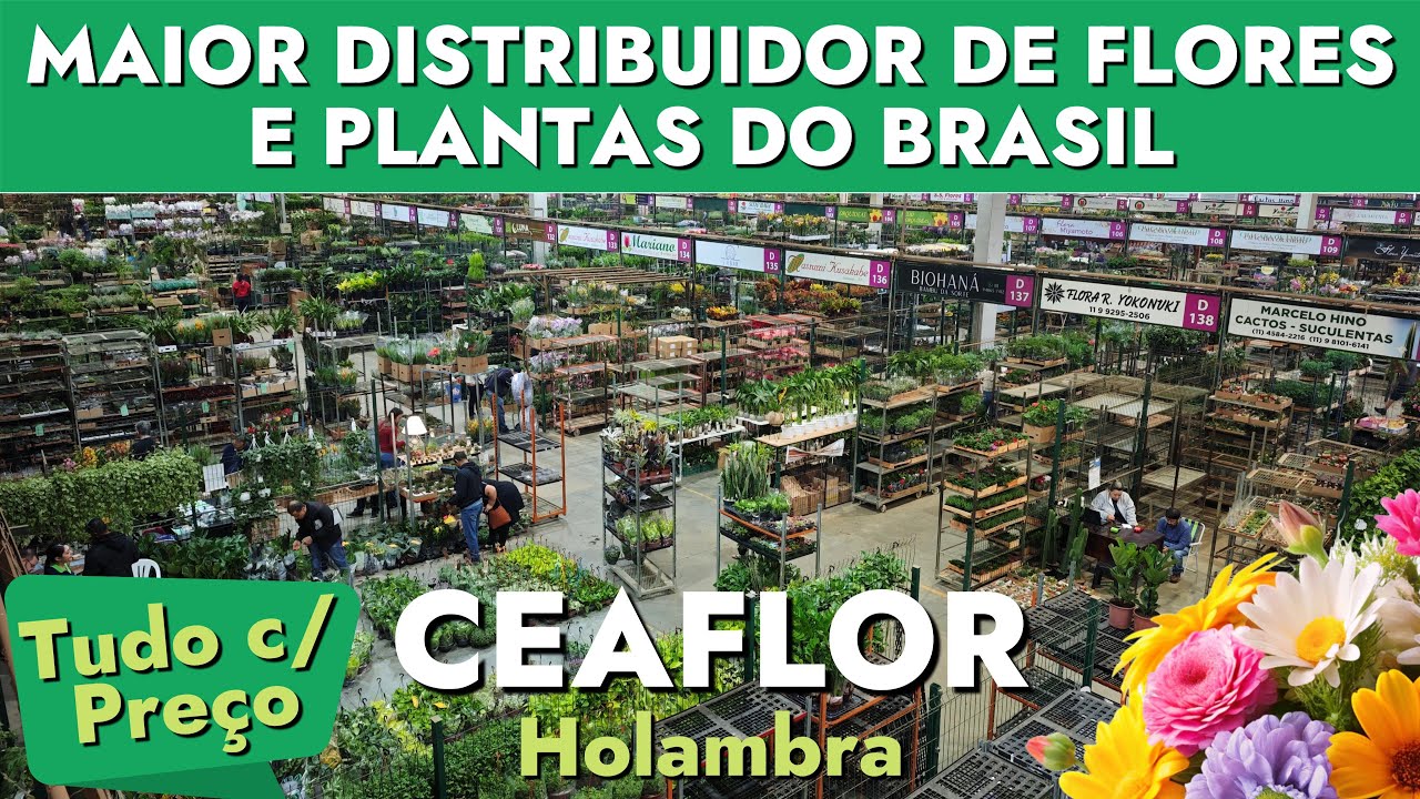 💐 TOUR PELO MAIOR MERCADO DE FLORES E PLANTAS DO BRASIL – CEAFLOR HOLAMBRA!