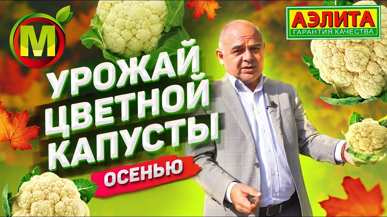 🥦 Цветная капуста осенью. Выращивание и сбор урожая цветной капусты в теплице