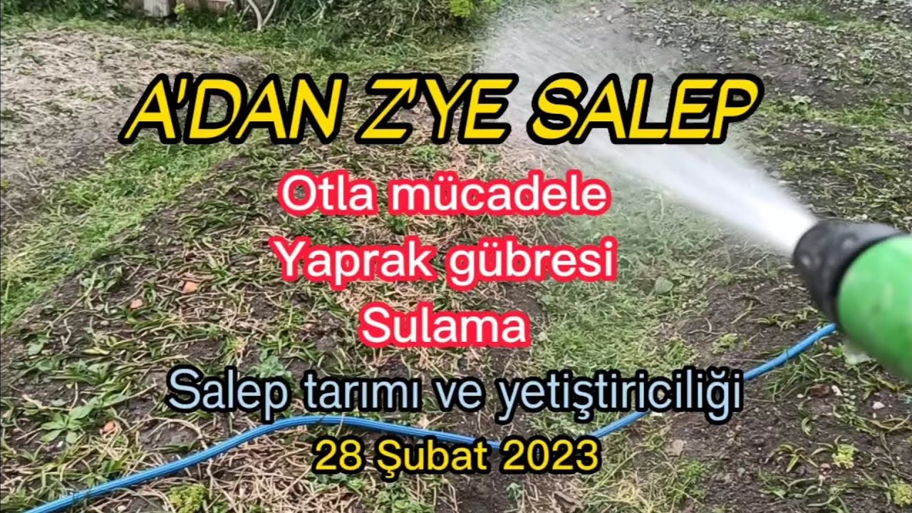 Salep bahçemizin bahar bakımı... Salep tarımı - Salep yetiştiriciliği - Salep