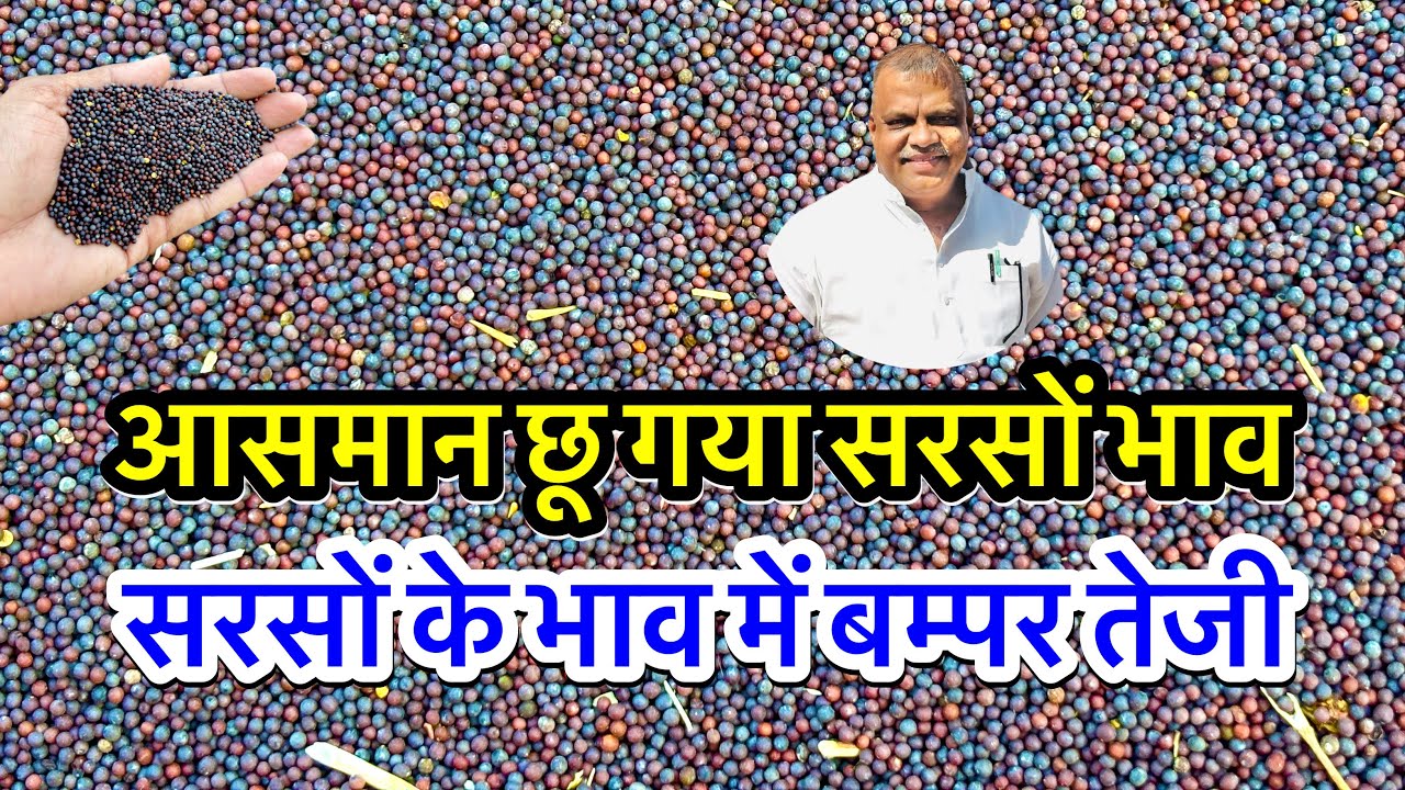 नई सरसों का ताजा भाव आज का अलवर मंडी! सरसों के भाव में आया जोरदार उछाल देखें भाव, #sarso_ka_bhav ||