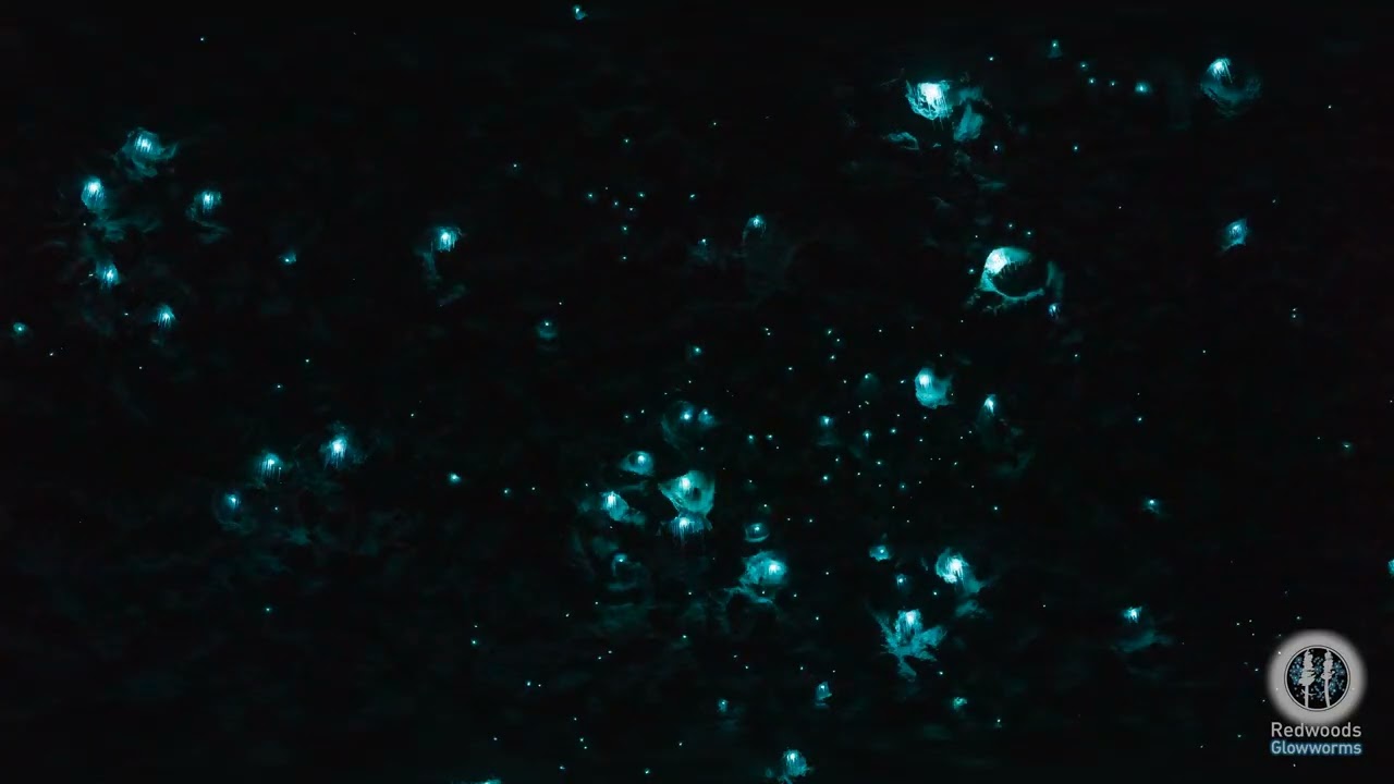 REDWOODS GLOWWORMS TIME LAPSE | ROTORUA | NEW ZEALAND