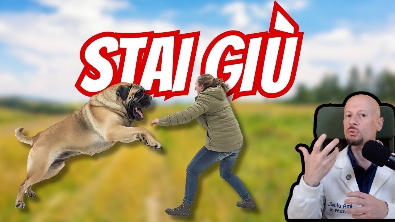 Cane che salta addosso, ecco cosa devi fare per farlo smettere