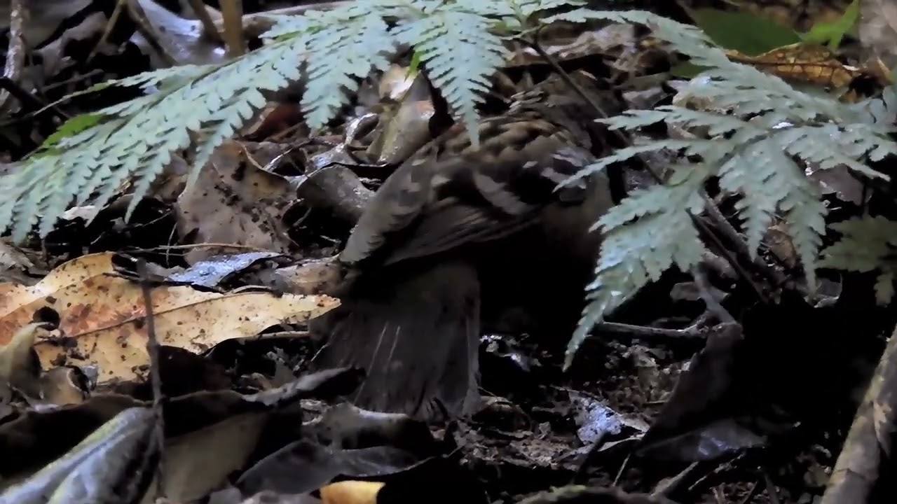 The Winter breeding of the Logrunner