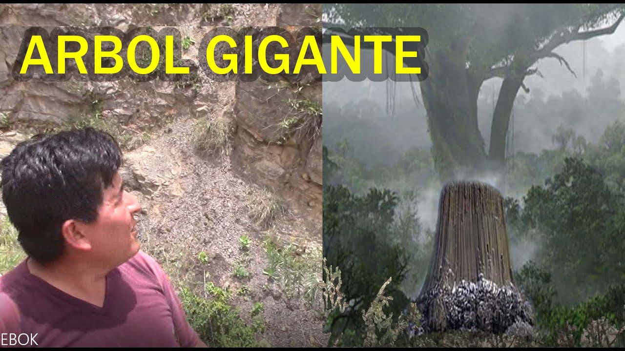 encontramos árbol GIGANTE petrificado en los andes del Perú