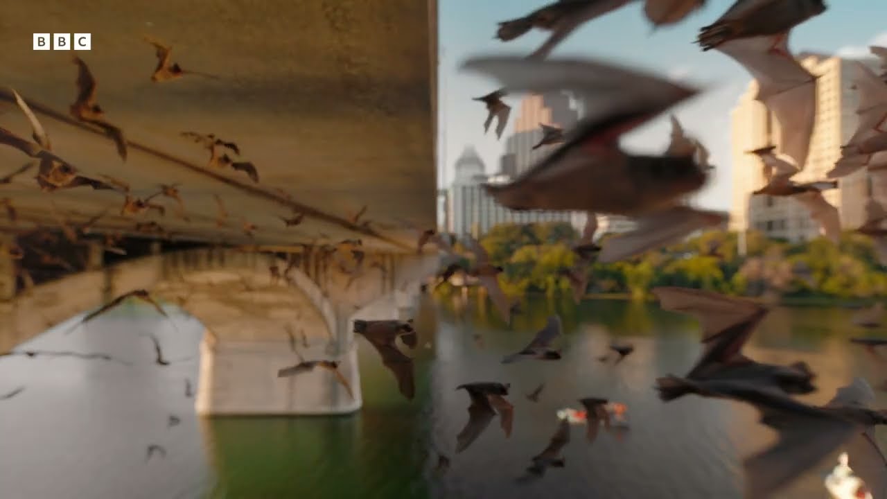 Mammals | Official Trailer | BBC Studios