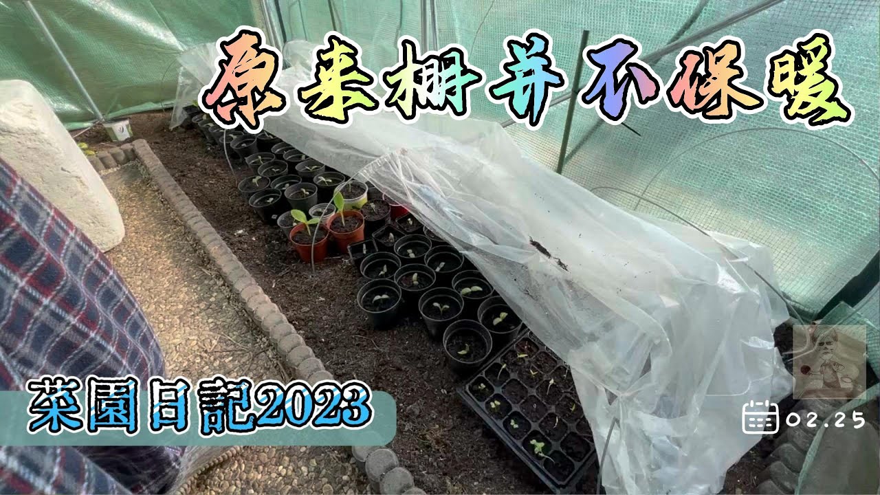 菜园日记2023.02.25 | 原来我一直误会了，塑料大棚并不保暖