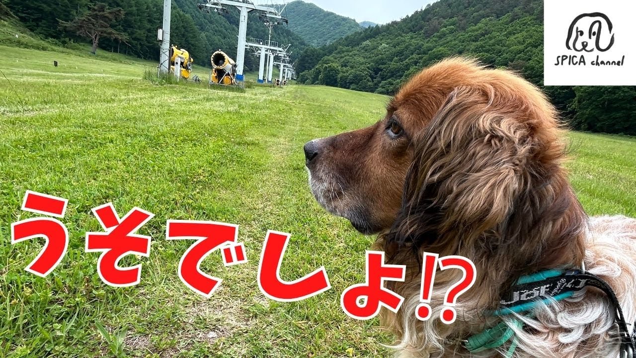 迎えて２か月の保護犬と車中泊／野生動物と遭遇／高規格RVパーク