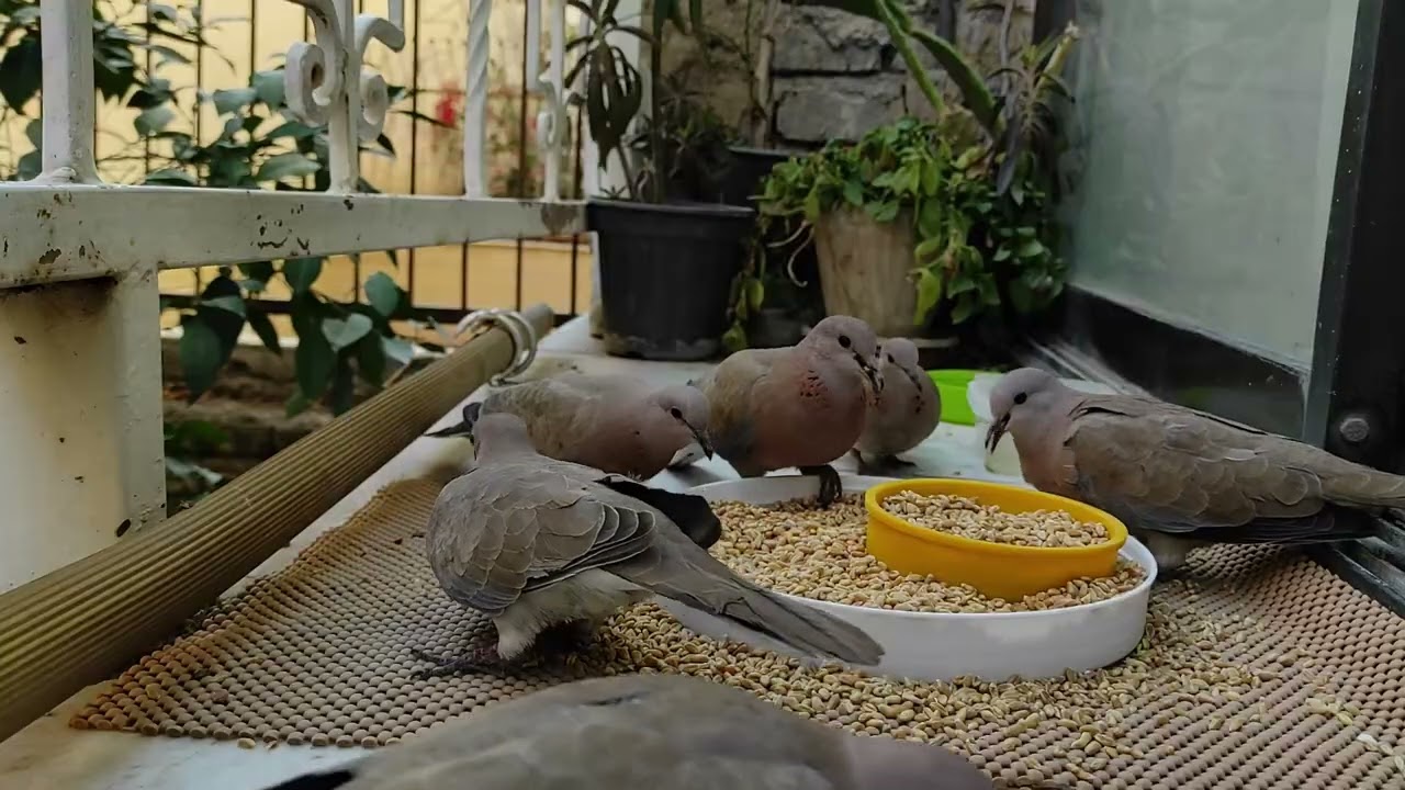 Nature’s Music Crunchy Seeds & Forest Ambience 🦜🎶