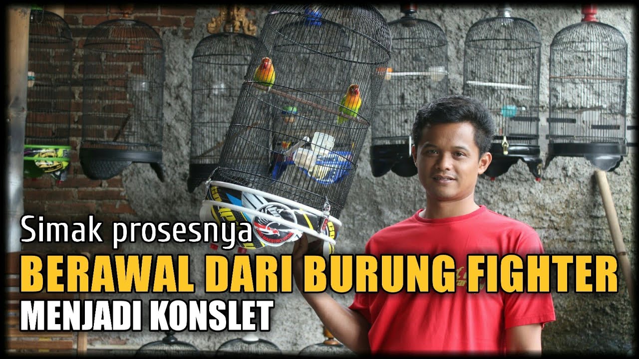 DARI LOVEBIRD FIGHTER MENJADI KONSLET.INI DIA PROSESNYA