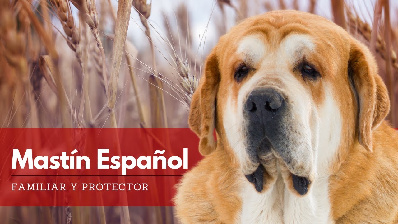 Mastín, Todo lo que Debes Saber sobre esta raza | Terránea