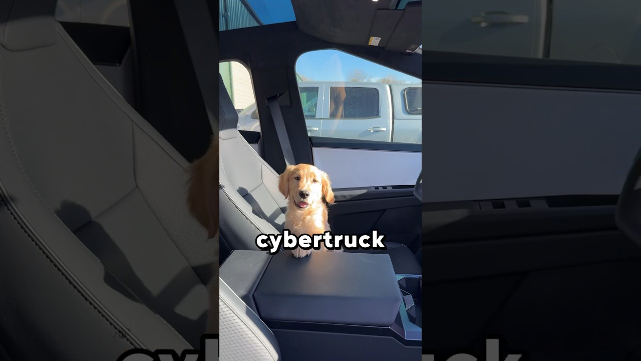 How Dog Mode Works in the Cybertruck! 📐🐶🥹