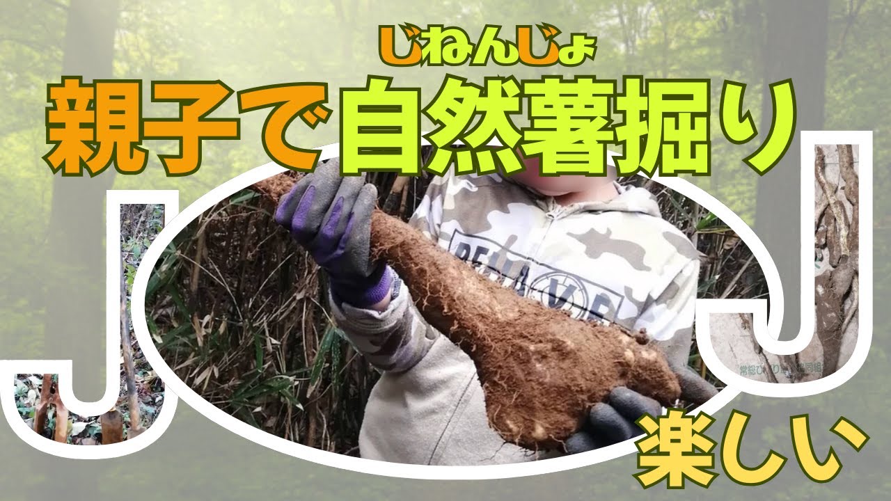 【冬は元気に自然薯掘り】～じねんじょの簡単な見つけ方と掘り方～天然山芋ほり