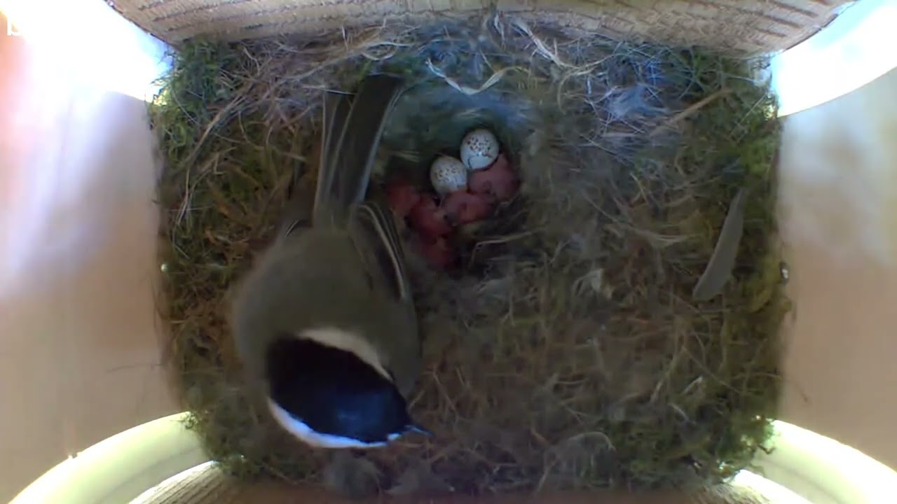 The Peep Show® Video Birdhouse Hosts a Variety of Species