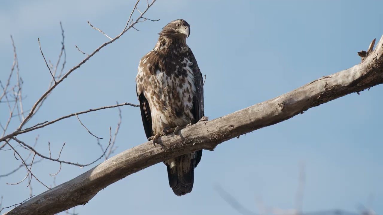 Young White-Tailed Eagle Watching the Wild | Deer, Ducks & Hares in Peaceful Nature.