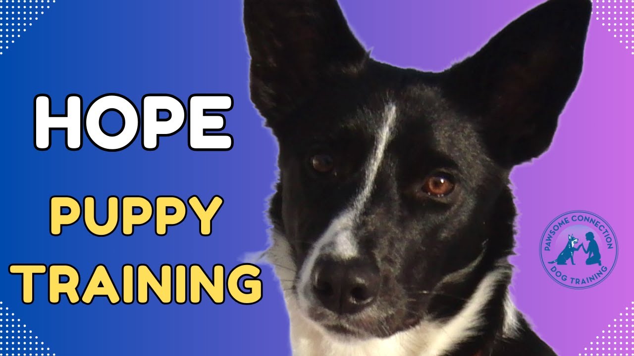 Training with border collie puppy Hope at 9 months old