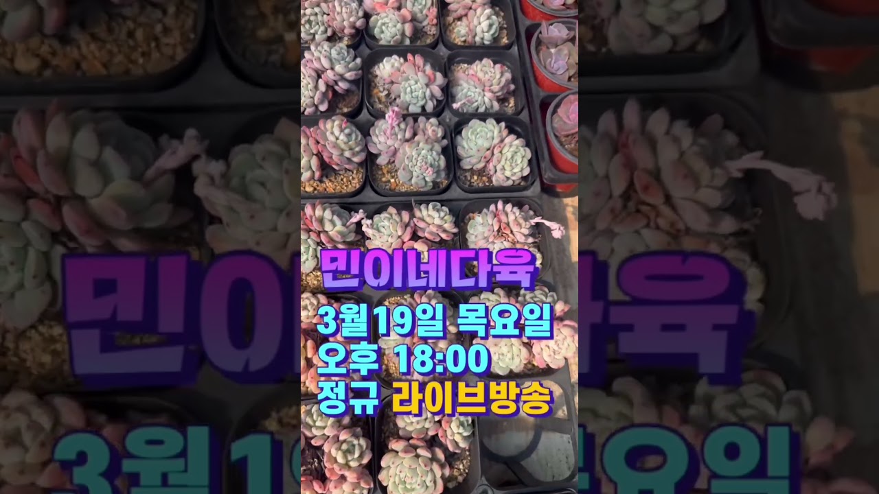 민이네다육 3월19일 목요일 오후 18:00 라이브방송 예고😍 특가다육,국민다육,수입다육 등 다양하게 준비하여 찾아뵐게요😊