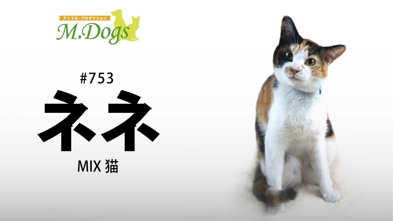 ペットモデル #753 MIX猫「ネネ」