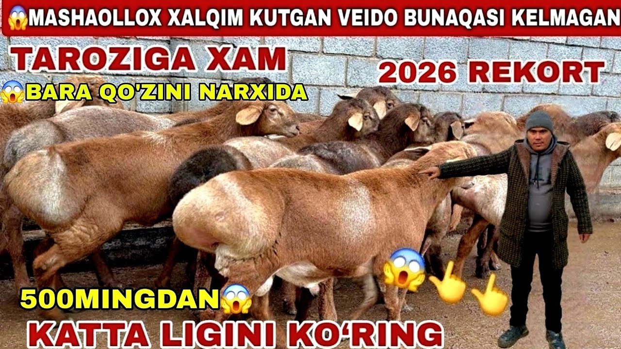 😱Voy 500mingdan 400ming arzon bara qo’zini narxida 10 oylik katta arashan sifat qo’chqorlar keldi 