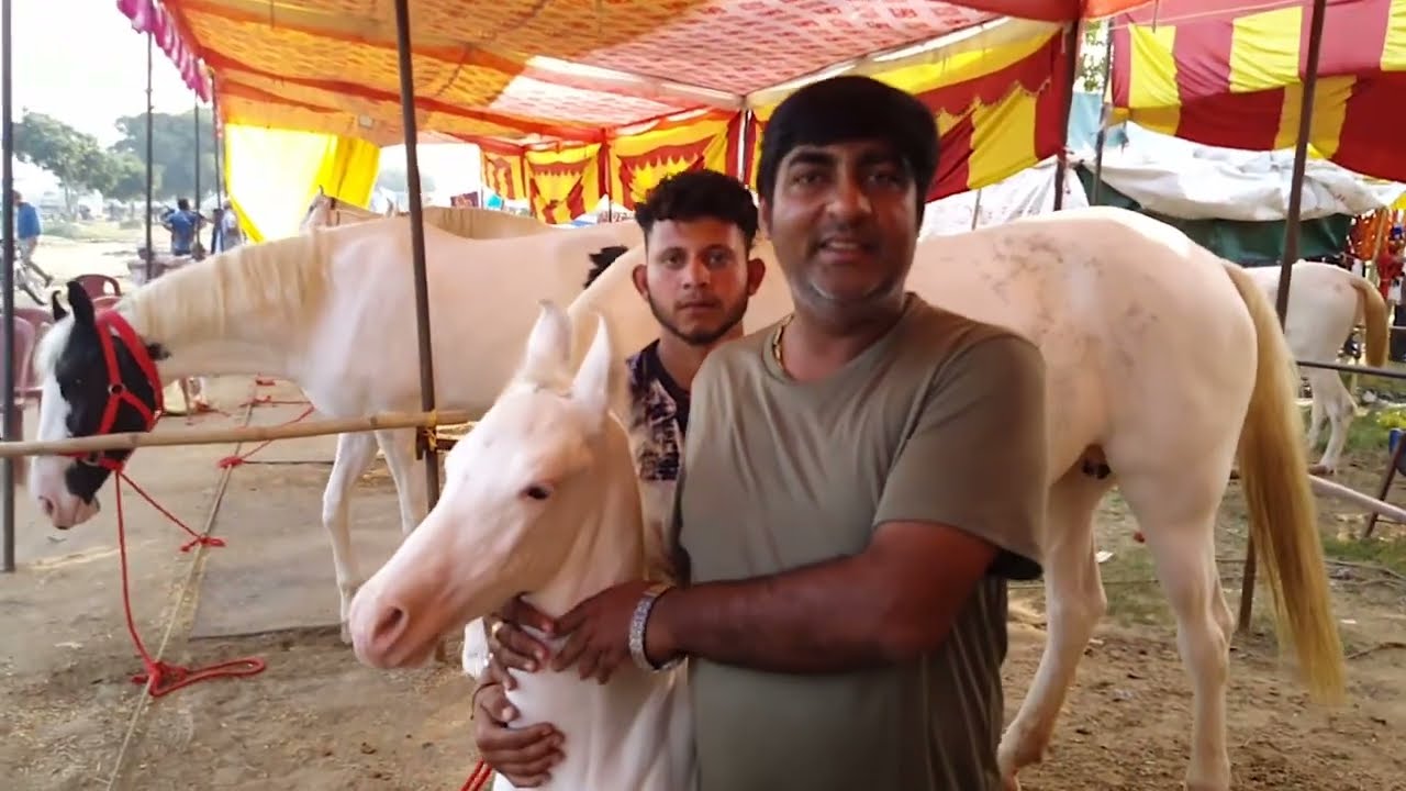 मेरठ मे घोड़ों का मेला | Horse Market | Race ke Ghode |Mandi