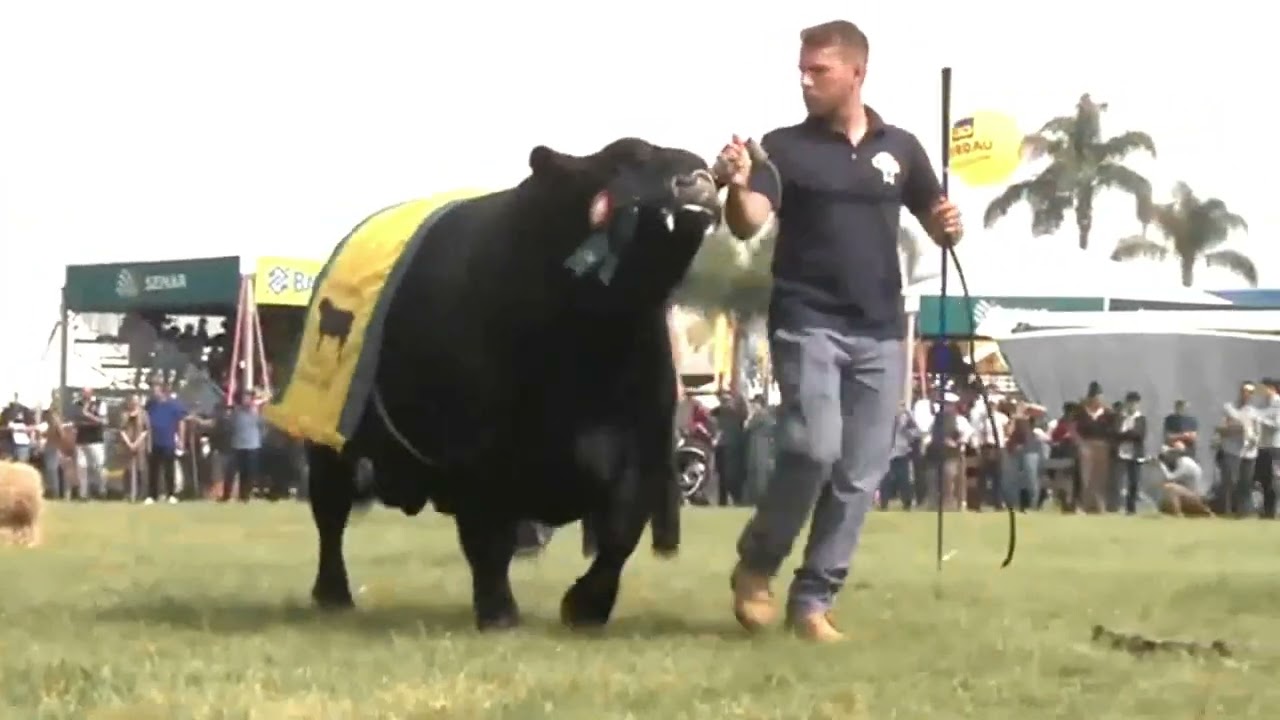Expointer 2023: Desfile dos grandes campeões