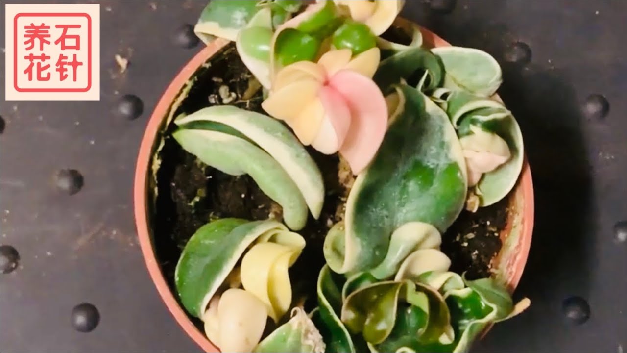 球兰分盆 - 分享植料配土的想法 - Variegated Hindu Rope (Hoya carnosa 'Crispa Variegata')