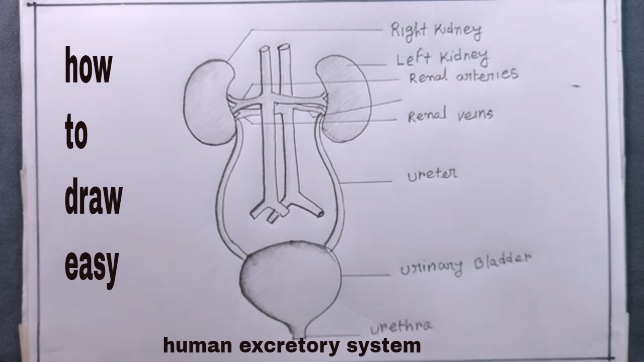how to draw a human excretory system step by step