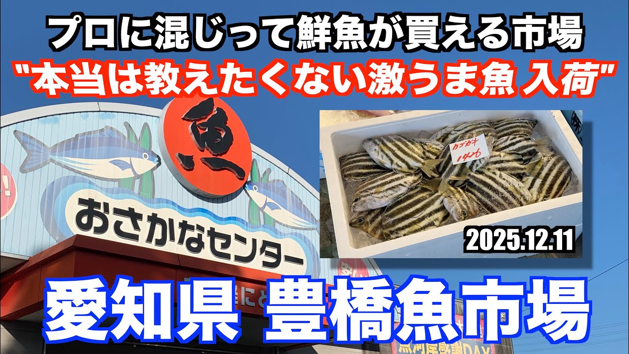 【豊橋魚市場  本当は教えたくない激うま魚が入荷 プロに混じって鮮魚が買える市場】あばお 海鮮ちゃんねる #444 2025.12.11