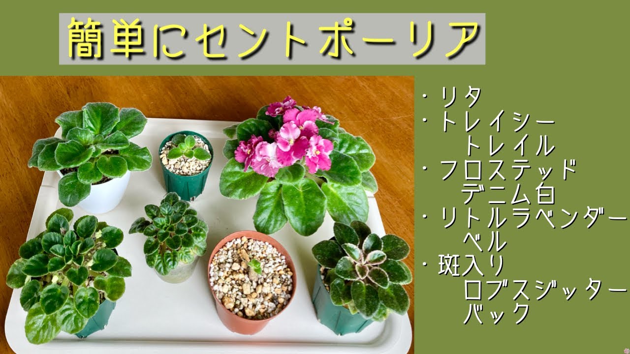 2023年12月12日　簡単にセントポーリア　花の色が消えてしまった　葉の斑が消えてしまった　理由は肥料の与え過ぎ…   花を咲かせるには明るく暖かい場所に置く　直射日光は避ける