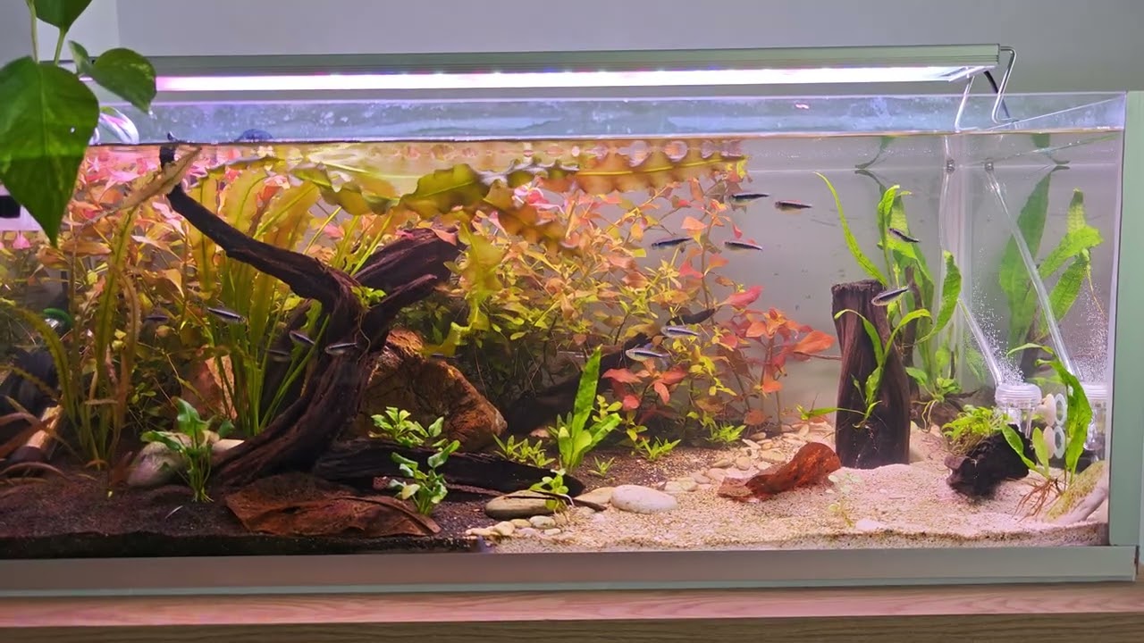 Planted Aquarium. Black neon tetra #bitkiliakvaryum #natureaquarium #plantedaquarium #blackneontetra