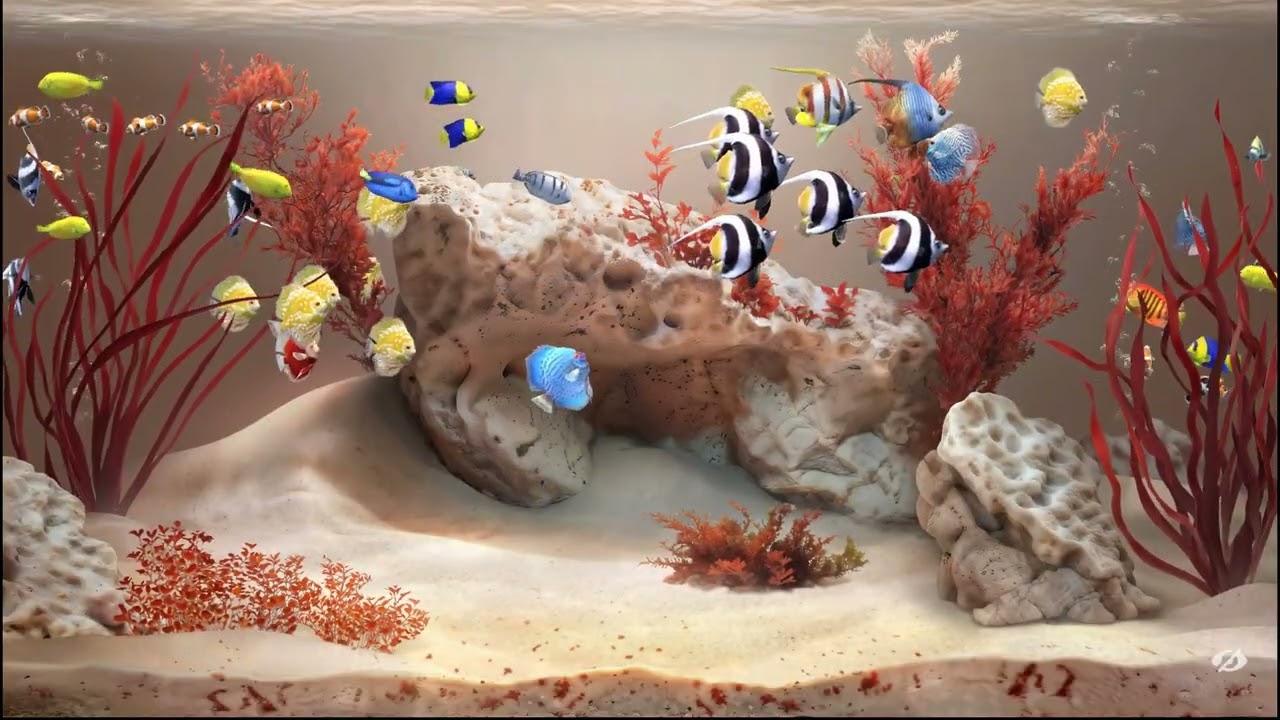 Zen Aquarium 11 &ndash; Coral Cove Silent &ndash; 50 fish