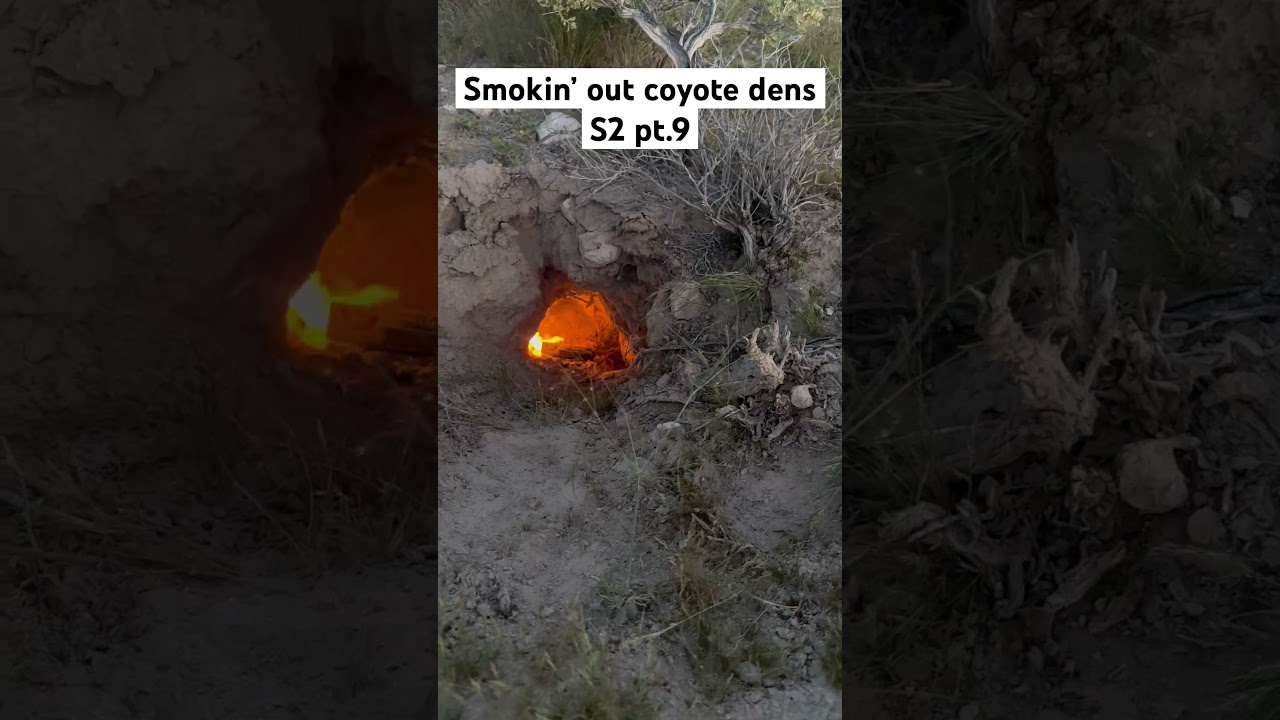 Smokin&rsquo; out coyote dens season 2 pt.9 #coyote #hunting #yamahaoutdoors #hunter  #nature #yamaha