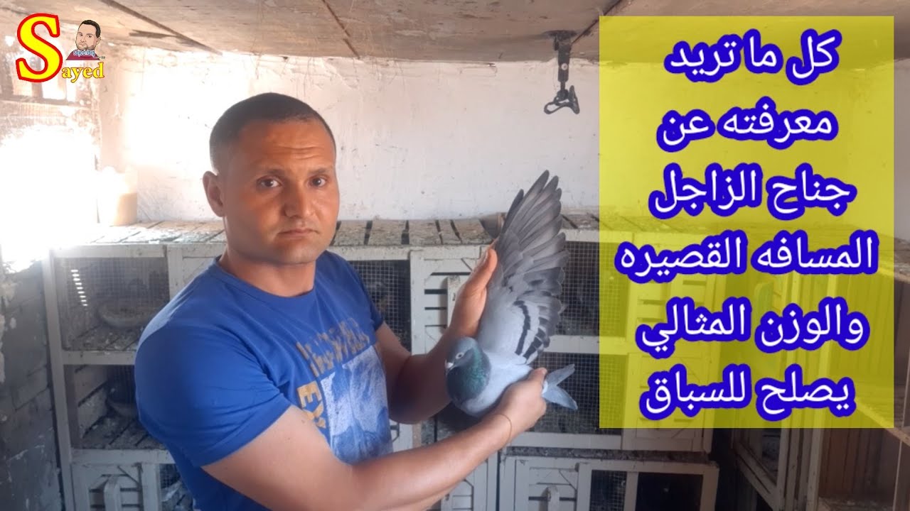 معرفه مسافه الحمام الزاجل عن طريق الجناح والوزن والعين وأفضل تركيبات تحقيق الفوز  المسافه القصيره