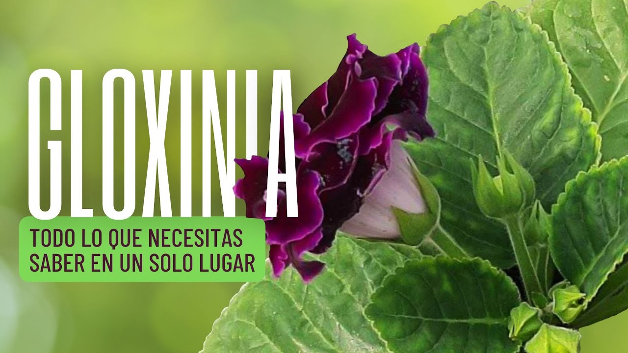 Cuidados de la Gloxinia - Guía definitiva