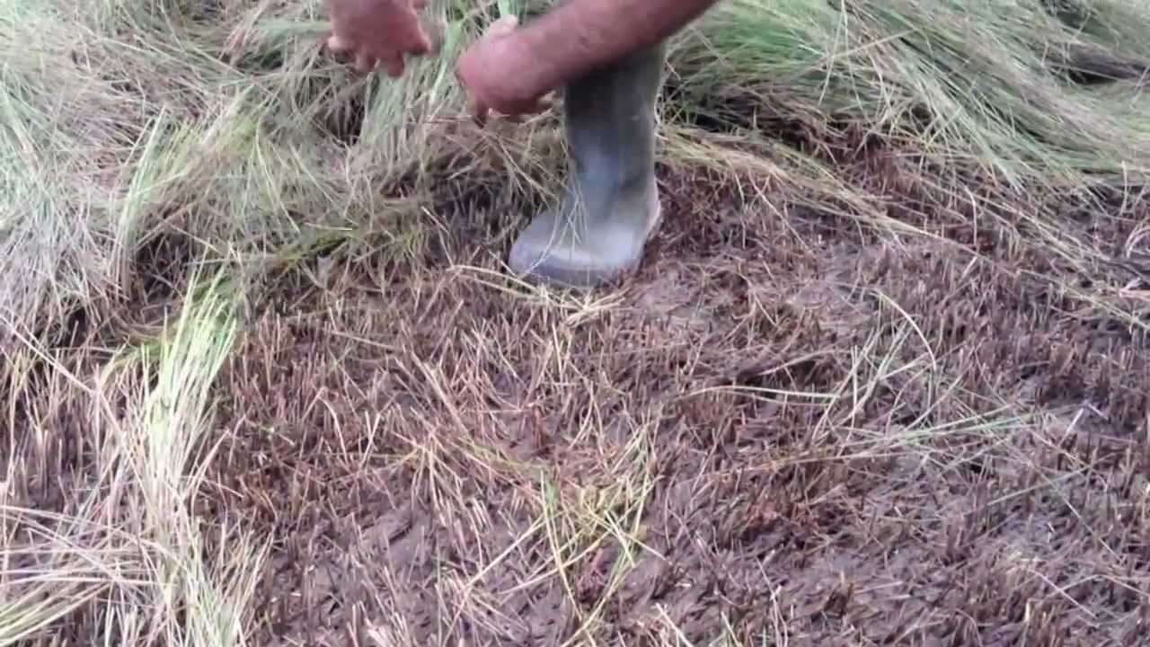 Marsh Grass Hay