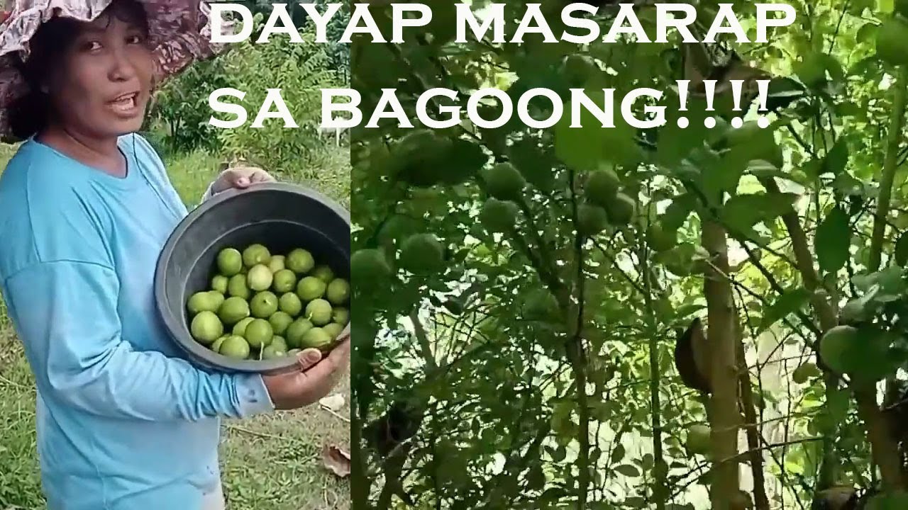 PHILIPPINE LEMON/DAYAP MASARAP SA BAGOONG! TARA AT PUMITAS || BUHAY PROBINSIYA!