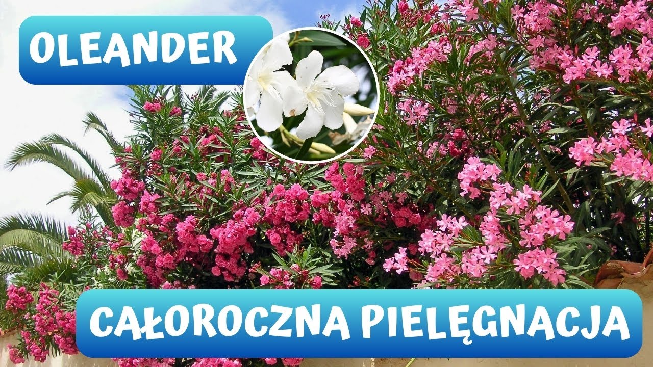 Jak uprawiać Oleander? Kiedy przycinać, jak zimować? 🌾🌾🌾