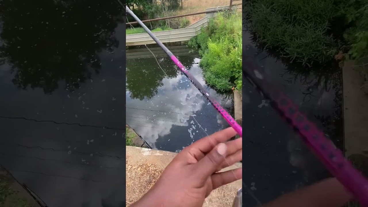 How to catch Flathead Catfish bait